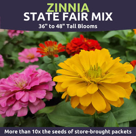 Sweet Yards Zinnia State Fair Mix features heat-tolerant blooms for warm seasons