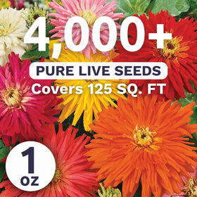 SWEET YARDS Zinnia Super Cactus blooms close-up showing oversized spiky petals and vibrant colors.