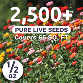 SWEET YARDS Zinnia Thumbelina Mix colorful blooms in varied hues brighten small spaces and containers.