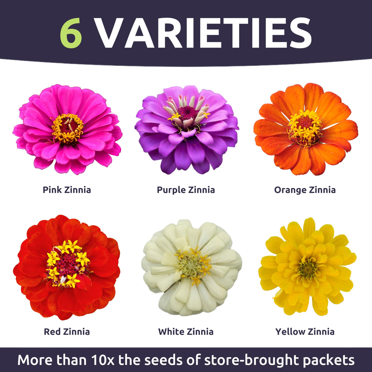 SWEET YARDS Zinnia Thumbelina Mix compact garden idea shows blooms in a balcony pot.