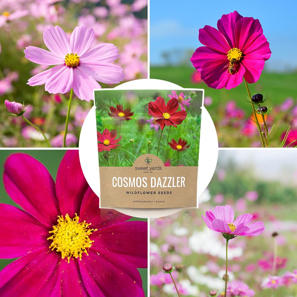 One 1 oz packet yields thousands of Cosmos flowers.
