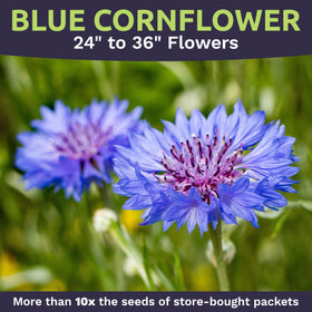 SweetYards Blue Cornflower blooms in garden, adds color and attracts pollinators.