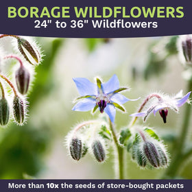 Sweet Yards borago blue blooms appear in weeks, brightening borders and attracting pollinators.