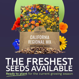 Sweet Yards California Wildflower Mixture seed detail shows diversity and open-pollinated genetics.