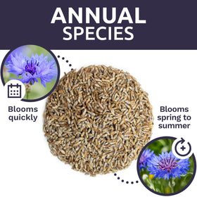 SweetYards cut flowers blue bachelor buttons, ideal for indoor arrangements.
