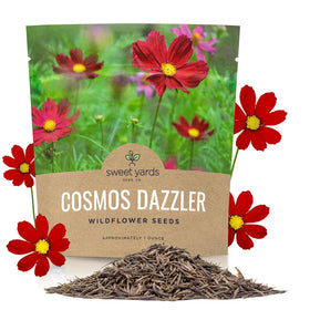 SweetYards Dazzler Cosmos bloom brightens sunny borders.