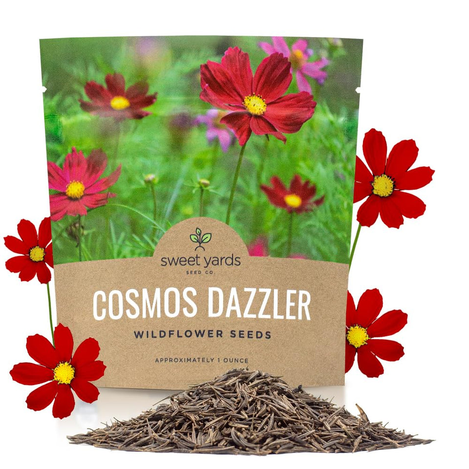 SweetYards Dazzler Cosmos bloom brightens sunny borders.