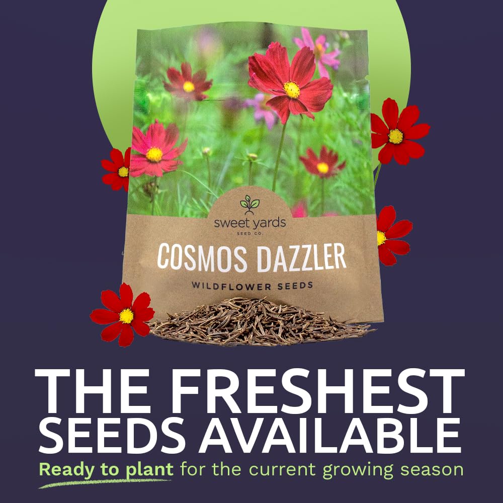 Close-up of Dazzler Cosmos petals with bright centers.