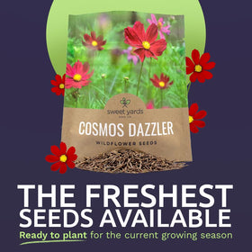Close-up of Dazzler Cosmos petals with bright centers.