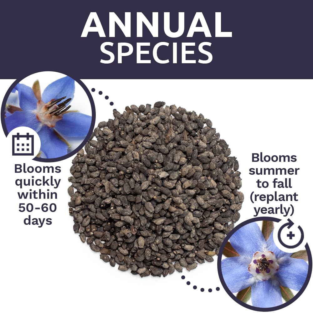 Sweet Yards germination-friendly borago seeds support strong seedling emergence.
