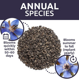 Sweet Yards germination-friendly borago seeds support strong seedling emergence.