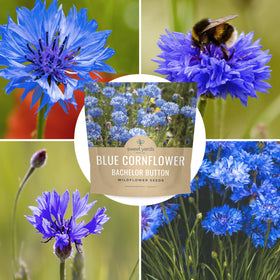 SweetYards extra-large seed pack for broad garden coverage and season-long color.