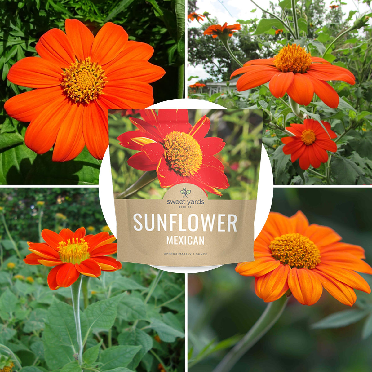 Sweet Yards sunflowers offer long-lasting blooms across the season.