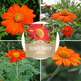 Sweet Yards sunflowers offer long-lasting blooms across the season.