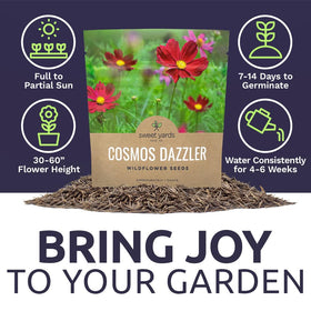 Cosmos meadow planting by SweetYards yields vibrant seasonal color.