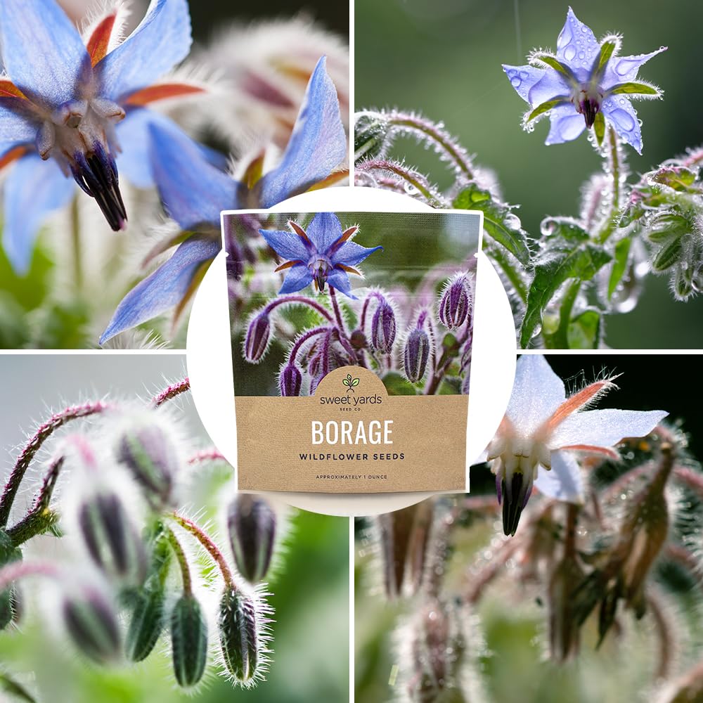 Sweet Yards non-GMO borago seeds suitable for edible wildflower displays.