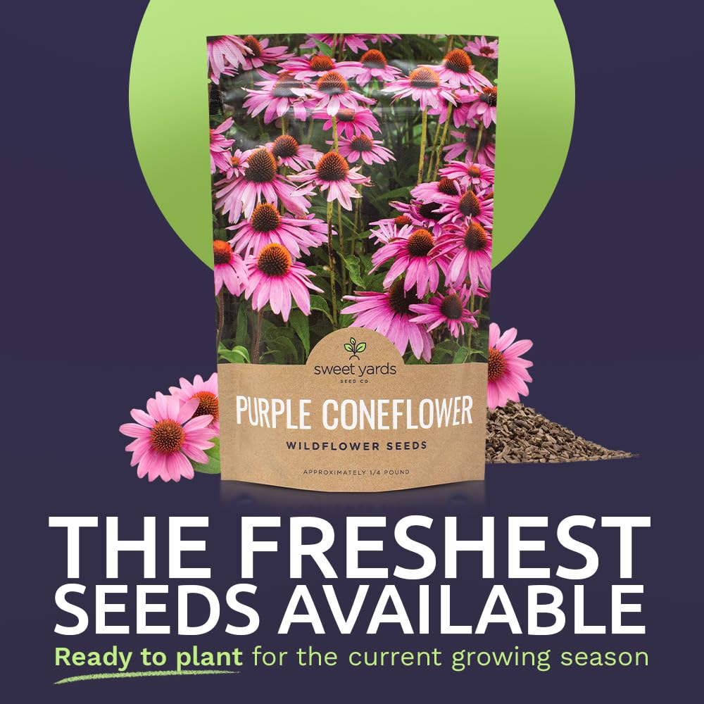 Sweet Yards open-pollinated coneflower seeds closeup for reliable germination