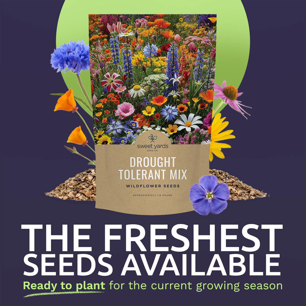 Sweet Yards open-pollinated seeds close-up showcasing freshness and germination potential.