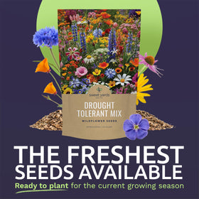 Sweet Yards open-pollinated seeds close-up showcasing freshness and germination potential.
