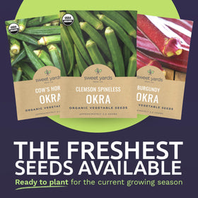 Sweet Yards Burgundy okra plants showing colorful growth