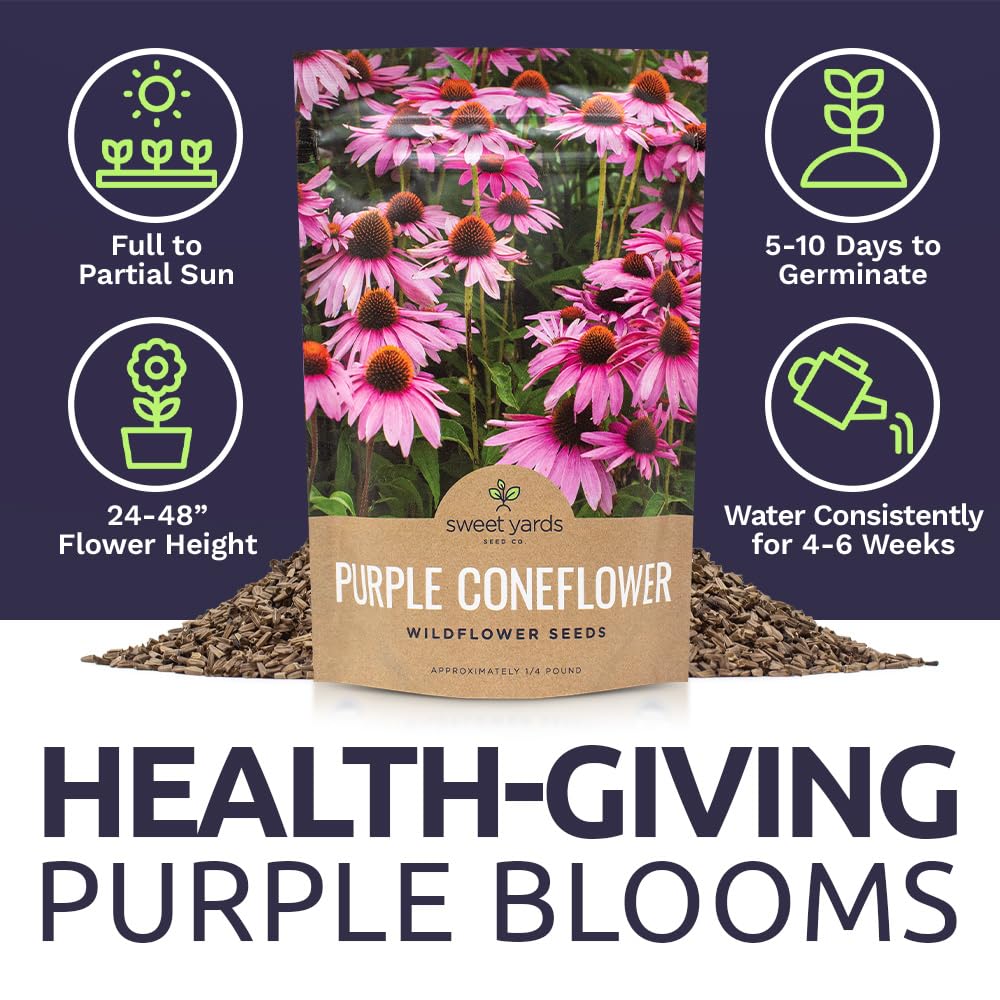 Sweet Yards purple coneflower blooms on tall stems for dramatic garden displays