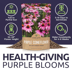 Sweet Yards purple coneflower blooms on tall stems for dramatic garden displays