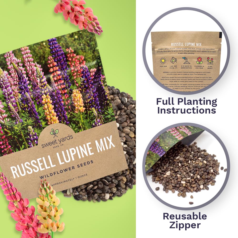 Sweet Yards Lupine blooms form tall, colorful pillars, adding drama to borders and sunny wildflower patches.