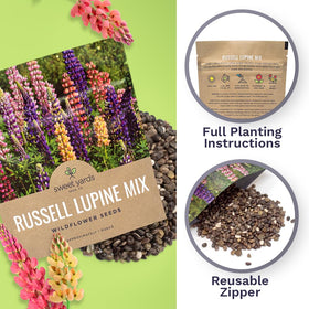 Sweet Yards Lupine blooms form tall, colorful pillars, adding drama to borders and sunny wildflower patches.