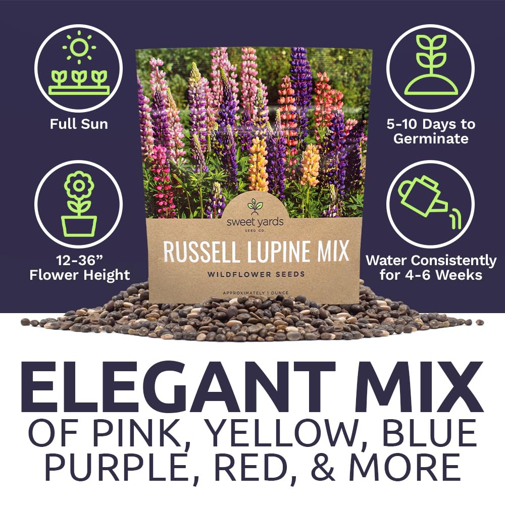Open-pollinated Lupinus polyphyllus for garden versatility, attracting pollinators and creating long-lasting color.