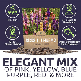 Open-pollinated Lupinus polyphyllus for garden versatility, attracting pollinators and creating long-lasting color.