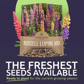 Sweet Yards Russell Lupine seeds open-pollinated, providing resilient perennials for year after year color.