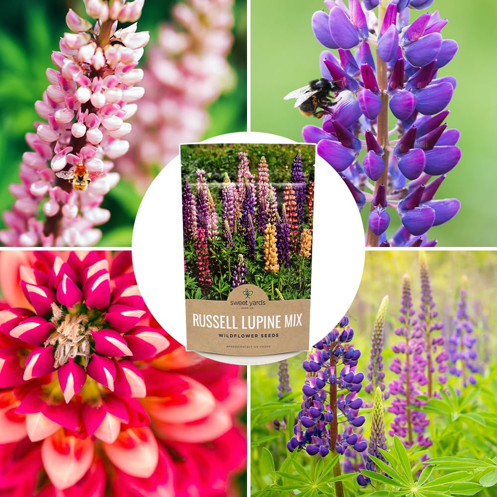 Sweet Yards Russell Lupine seeds vibrant blooms for creative landscapes.