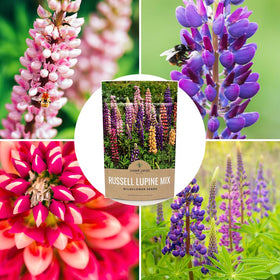 Sweet Yards Russell Lupine seeds vibrant blooms for creative landscapes.