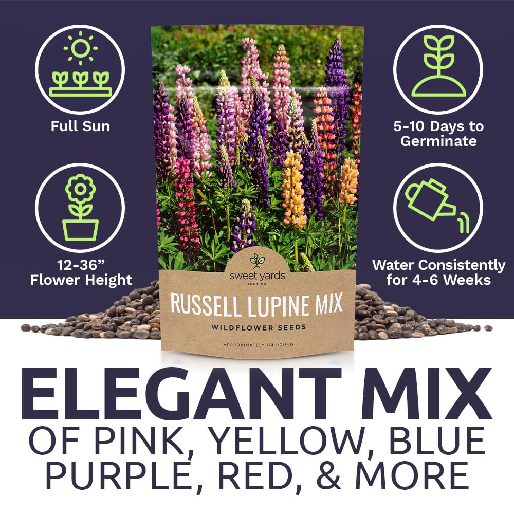 Sweet Yards Russell Lupine seeds colorfully climbing bloom pillars brighten garden borders.