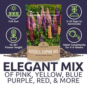 Sweet Yards Russell Lupine seeds colorfully climbing bloom pillars brighten garden borders.