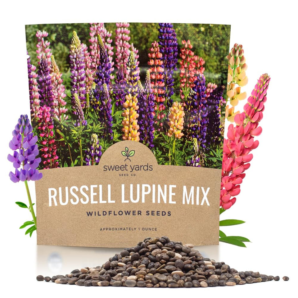 Sweet Yards Russell Lupine seeds in an extra-large packet, ideal for quick border coverage.