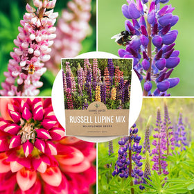 Gift-ready seeds with premium packaging are perfect for gardeners and plant lovers.