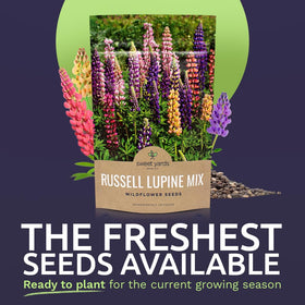 Sweet Yards Russell Lupine seeds open-pollinated for vibrant perennial borders.