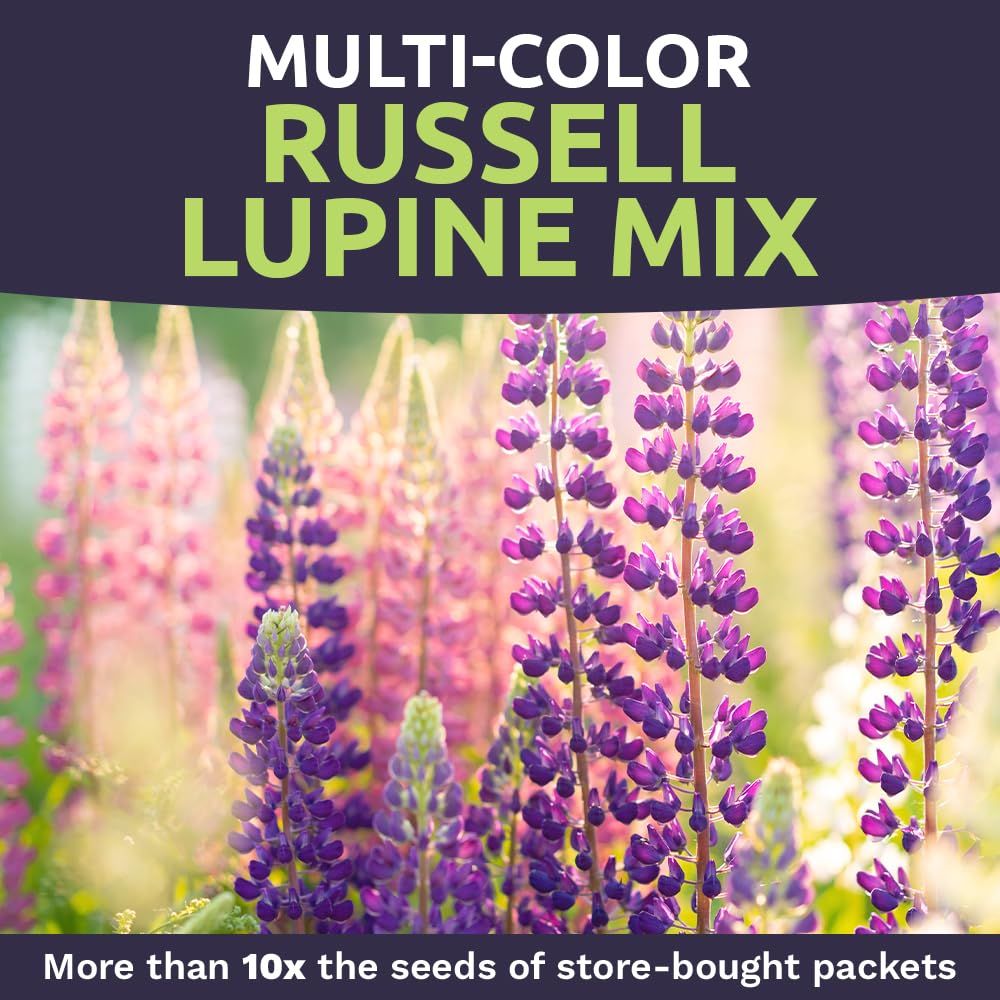 Sweet Yards Russell Lupine seeds include planting instructions for confident sowing and successful germination.