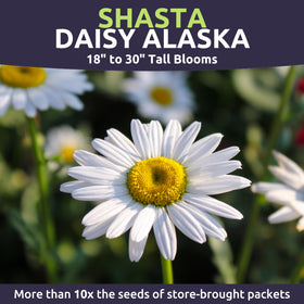 Sweet Yards Shasta Daisy Alaska garden bed planting ready to add seasonal color.