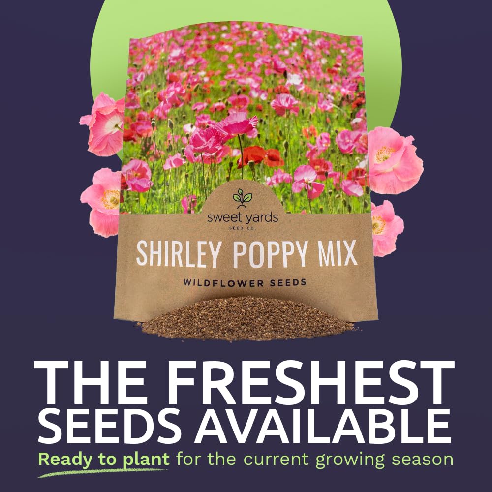 Sweet Yards Shirley Poppy Seeds petal closeup reveals delicate pastel colors.