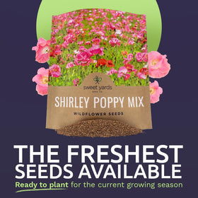 Sweet Yards Shirley Poppy Seeds petal closeup reveals delicate pastel colors.