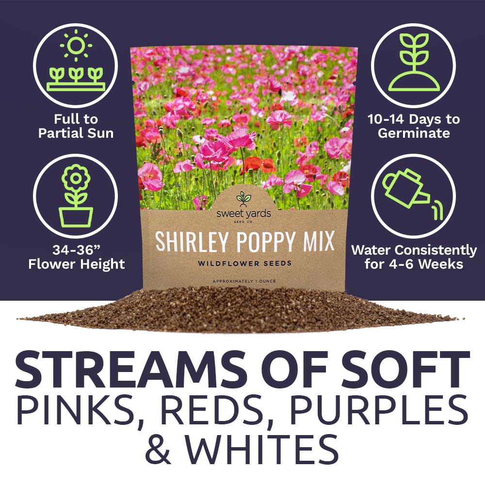 Sweet Yards Shirley Poppy Seeds bundle filling a sunny border with color.