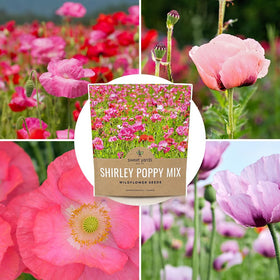 Sweet Yards Shirley Poppy Seeds pastel petals in pinks, reds, purples, whites.