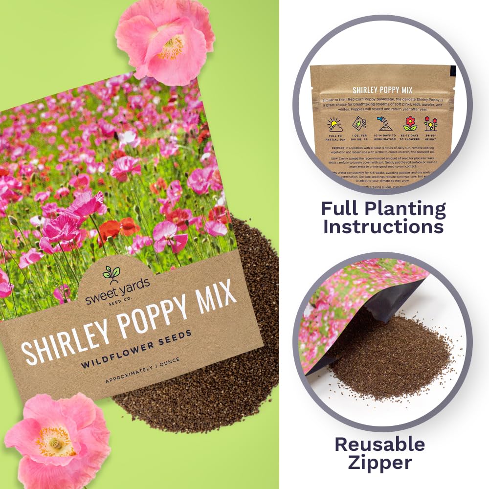 Sweet Yards Shirley Poppy Seeds mixed colors blooming in a border.
