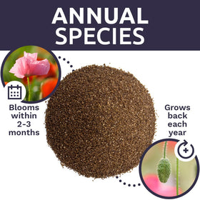 Sweet Yards Shirley Poppy Seeds gift-ready packaging suitable for gifting.