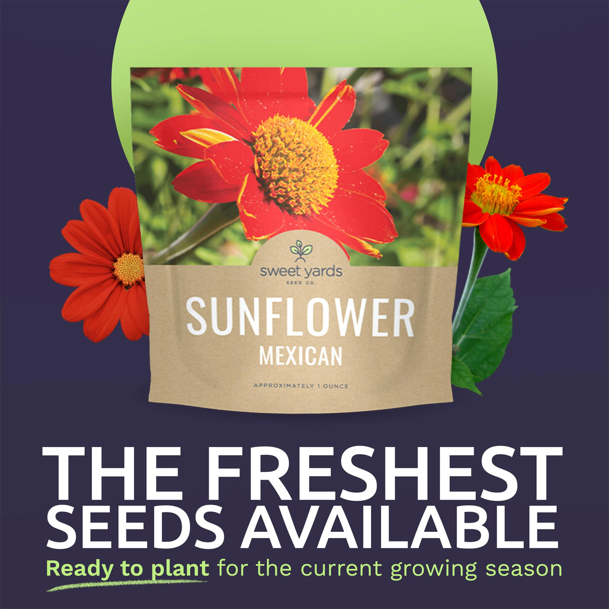 Sweet Yards Mexican Sunflower seeds showing strong germination potential.