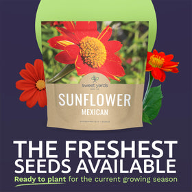 Sweet Yards Mexican Sunflower seeds showing strong germination potential.