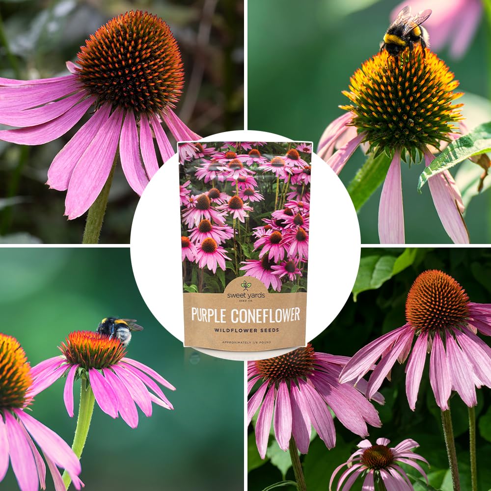 Sweet Yards traditional herb ornamental coneflower enhances landscapes with color
