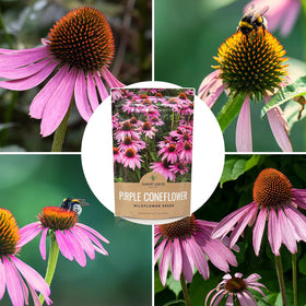 Sweet Yards traditional herb ornamental coneflower enhances landscapes with color